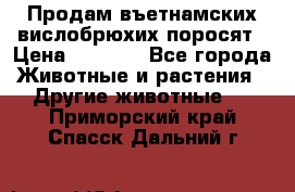 Продам въетнамских вислобрюхих поросят › Цена ­ 2 500 - Все города Животные и растения » Другие животные   . Приморский край,Спасск-Дальний г.